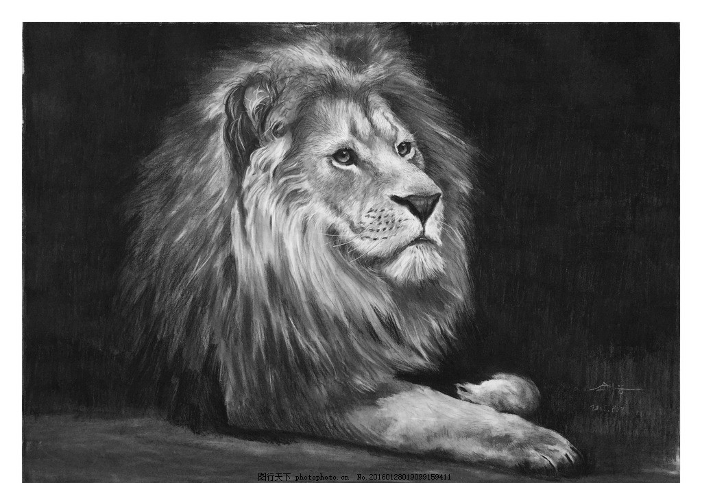 狮子素描