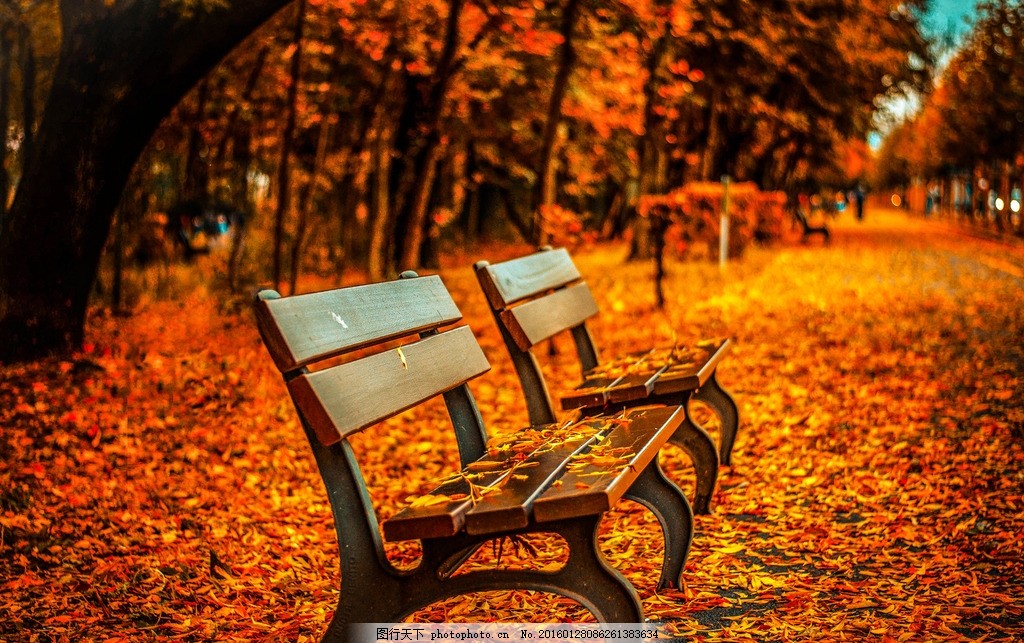 公园椅子 公园 落叶 红叶 木椅 长椅 树叶 摄影 自然景观 自然风景 72