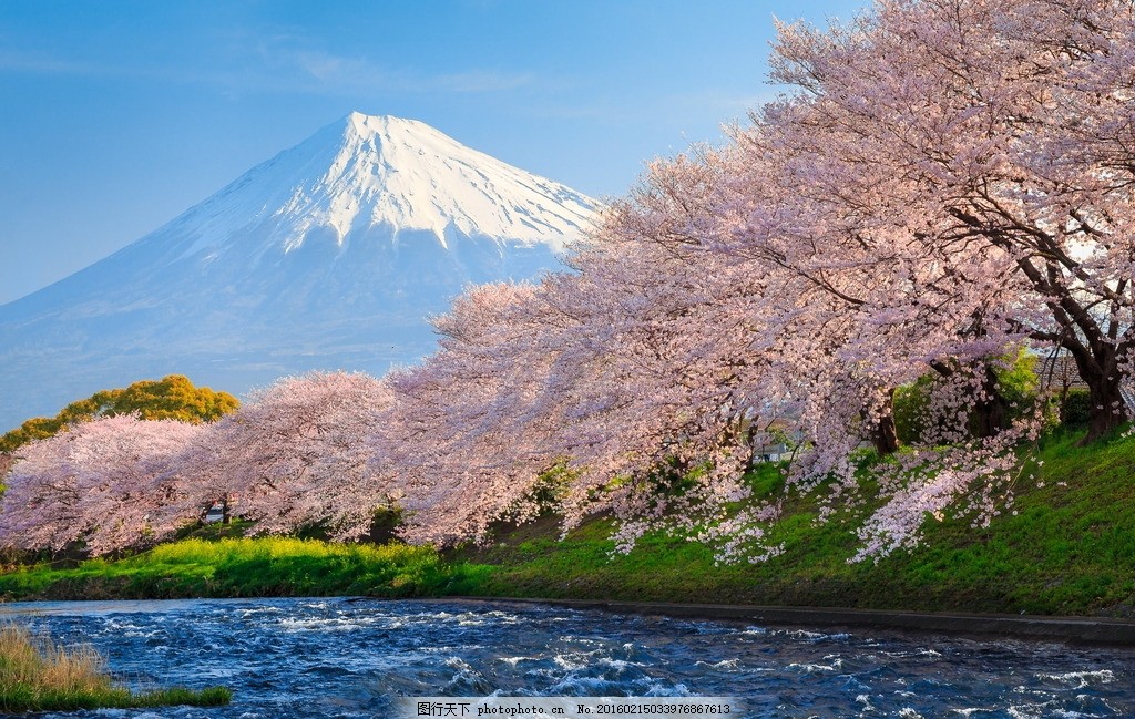 日本美景 日本风景 富士山 日本樱花 樱花树 富士山风景 日本风光