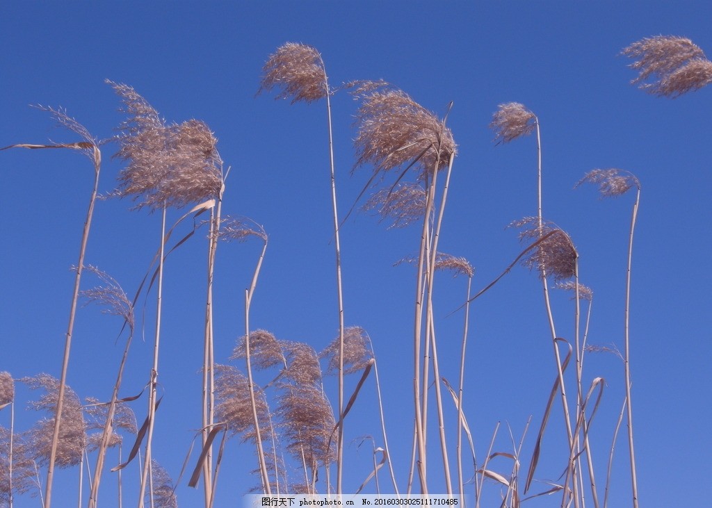 张掖：红日映湿地 芦苇闪金光