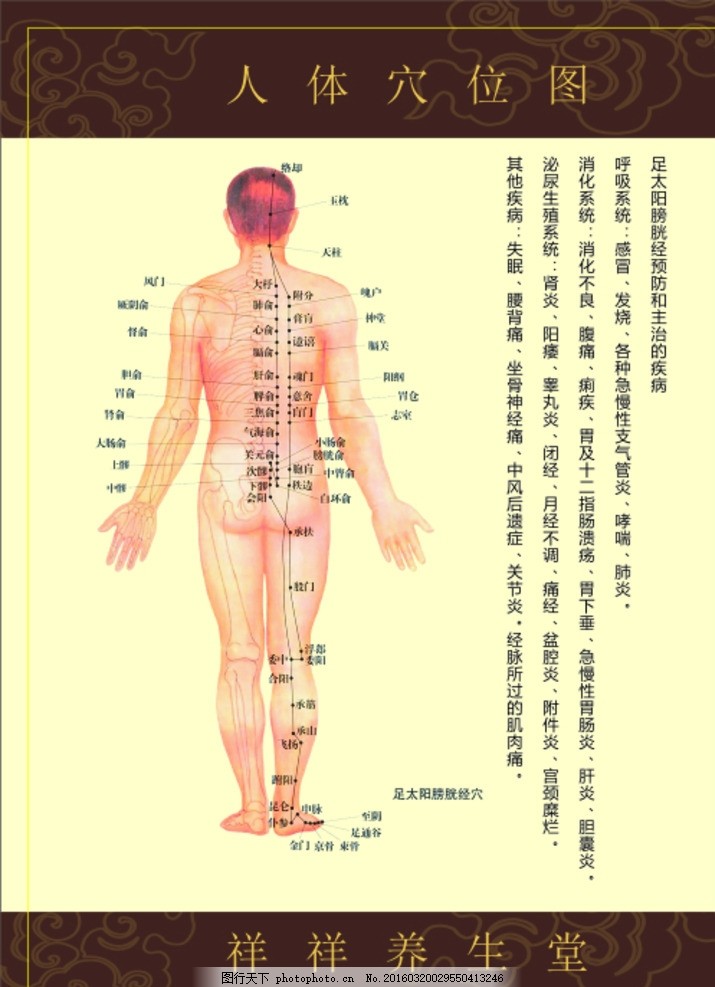 背部反射区