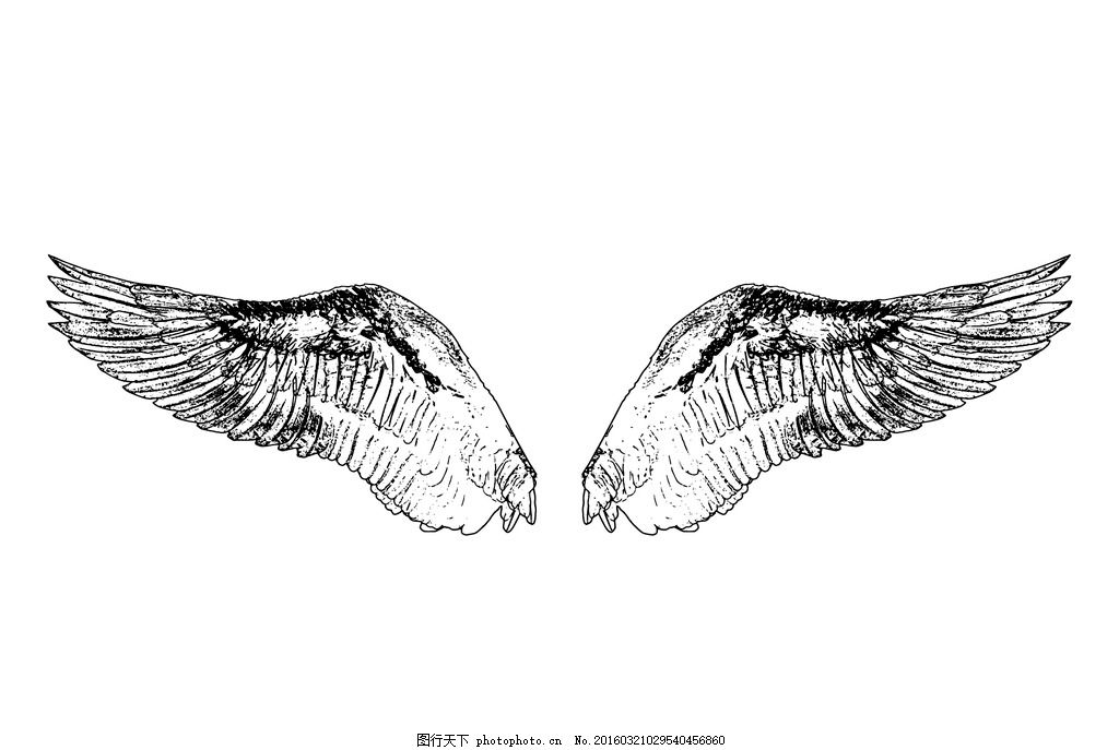 翅膀,凤凰 天使 鸟 羽毛 禽类 动物 朱雀 曲折-图