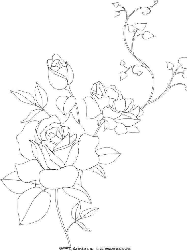 蔷薇 花 素描 矢量 背景 婚礼 唯美 花卉类 底纹