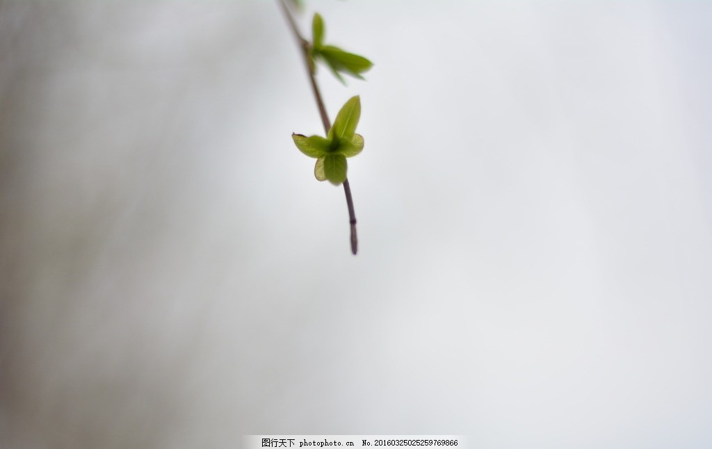 柳葉 柳樹 春天 發芽 攝影 生物世界 樹木樹葉 300dpi jpg